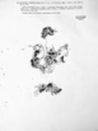 Thamnolia vermicularis image